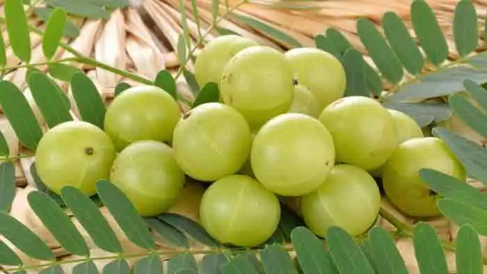 আমলকির ব্যবহার