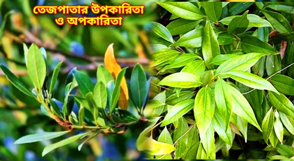 তেজপাতা ক্যান্সার প্রতিরোধে সহায়ক